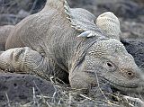 Galapagos 2-2-04 Santa Fe Land Iguana